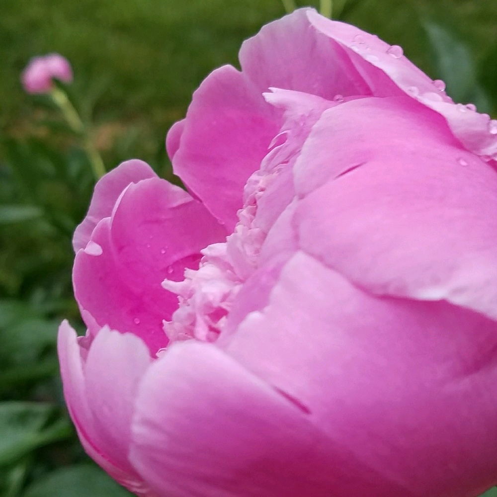 Meet your Posher, Ariel